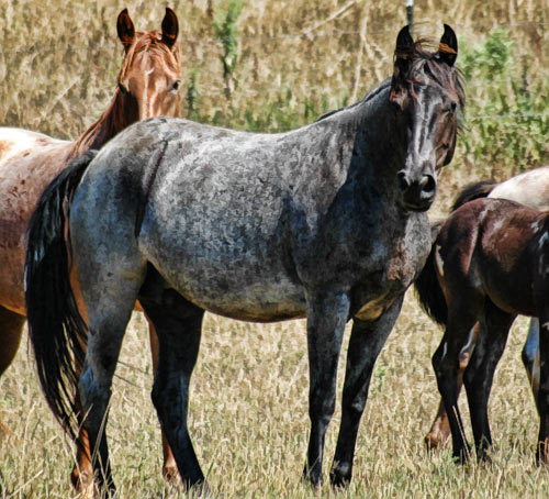 CAL DE TRAP MISSOURI